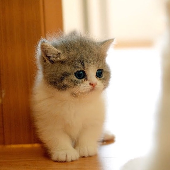 Meet your Posher, Eve - Picture 2 of 4